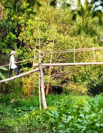 Vietnamese farmer walking across a narrow bamboo bridge over lush countryside fields, capturing rural life and traditional landscapes in Vietnam.