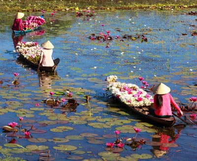 Women paddling traditional wooden boats through a lotus-filled waterway near Hoi An, Vietnam, showcasing the region’s serene rural landscapes and timeless river culture.