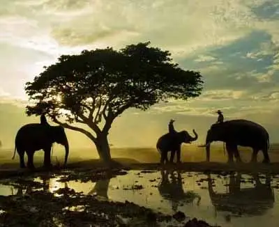 Elephant Experience, Chiang Mai - a must-do on any Thailand holiday