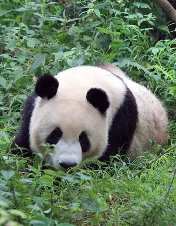 Giant panda resting among bamboo and greenery at a conservation reserve in Chengdu, highlighting China’s iconic wildlife.