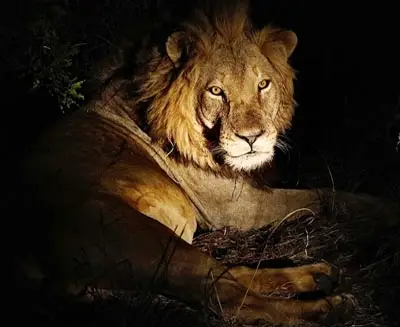 Lion resting at Singapore Night Safari, illuminated in a natural nocturnal habitat during the world’s first nighttime wildlife experience.