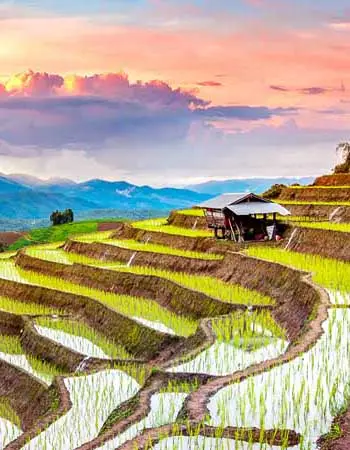 Rice Terraces, Sapa Vietnam
