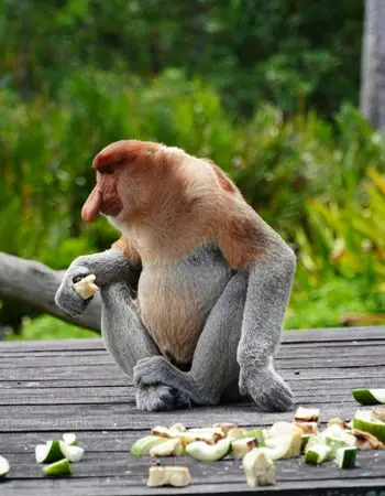 Proboscis monkey sitting on a wooden platform eating fruit in Borneo, Malaysia, with tropical greenery in the background