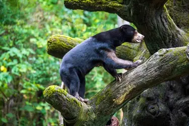 Sun bear climbing a moss-covered tree in Borneo rainforest, encountered on a Kinabatangan wildlife tour within Explorient flagship multi-theme Malaysia journey