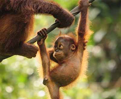 Baby Orangutang, wildlife safari in Malaysia Borneo