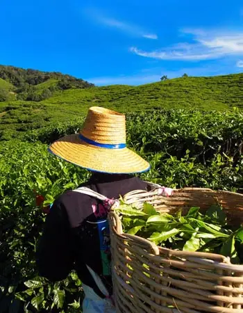 Tea harvester carrying a woven basket of fresh tea leaves in the Cameron Highlands, Malaysia, surrounded by lush green plantation hills under a clear blue sky
