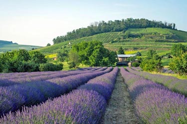Lavender fields in Cameron Highlands, Malaysia, with vibrant purple rows leading toward rolling green hills under a clear sky