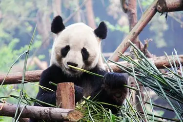 Giant panda eating bamboo at a conservation center in Chengdu, highlighting China’s iconic wildlife experience.