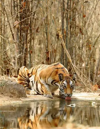 Bengal tiger drinking water at a forest watering hole in Ranthambore National Park, India, surrounded by dry bamboo and natural jungle habitat.