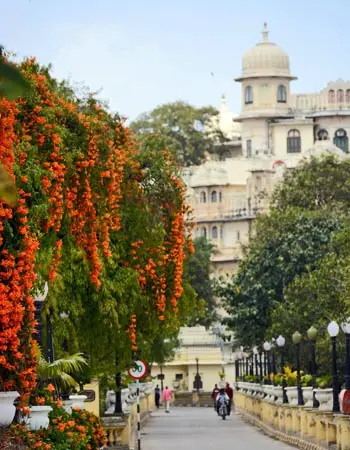 Tree-lined avenue in Udaipur with vibrant orange flowering vines, leading toward a historic palace-style building with a domed tower in the background.