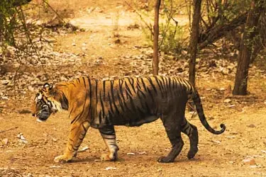 Bengal Tiger in its own habitat at the Ranthambore National Park, India