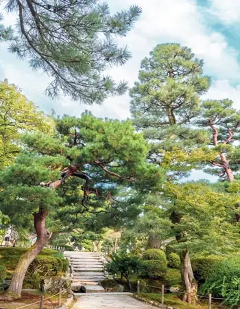 Serene garden scene with sculpted pines and stone pathway in Kanazawa