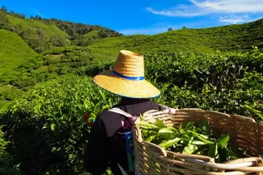 Tea picker harvesting fresh green leaves in the Cameron Highlands tea plantation, Malaysia, with rolling hills under a clear blue sky