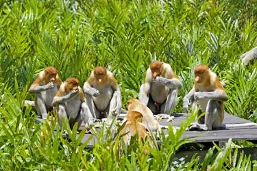 Proboscis monkeys gathered along a wooden platform beside the river, observed during a Borneo rainforest safari experience