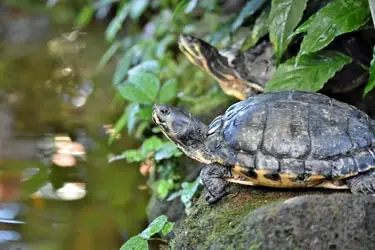 Sea turtle resting along the shoreline at Selingan Turtle Island in Sabah, Malaysia, surrounded by lush tropical greenery near calm coastal waters