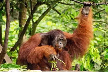 Wild orangutan in the Borneo rainforest of Sabah, Malaysia, resting among lush tropical foliage and gripping a forest vine
