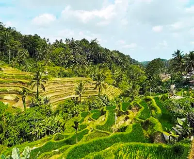 Jatiluwih Rice Terraces in Bali, Indonesia, featuring lush green stepped paddies and traditional subak irrigation set against tropical hills.