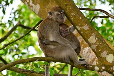 Long-tailed macaque mother and baby resting in a rainforest tree in Malaysia, surrounded by lush tropical foliage