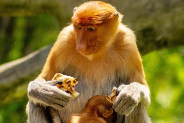 Proboscis monkey with infant in Borneo rainforest, Sabah, Malaysia, showcasing one of the island’s most distinctive wildlife species