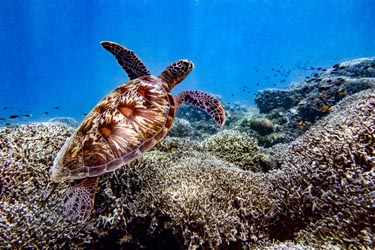 Sea turtle swimming above coral reef in Sipadan Island, Sabah, Malaysia, showcasing vibrant marine life in the Celebes Sea