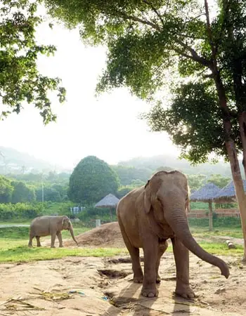 Thailand Romance image
