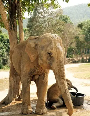 Asian elephant standing in a natural forest setting in Thailand, with baby elephant playing nearby, highlighting ethical wildlife care and sanctuary environments.