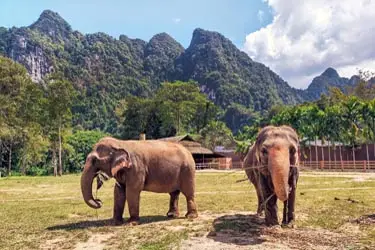 Asian elephants roaming freely at an ethical elephant sanctuary in Thailand, set against lush jungle landscapes and dramatic limestone mountains.