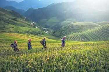 Farmers walking through terraced rice fields in the mountains of Sapa, northern Vietnam.