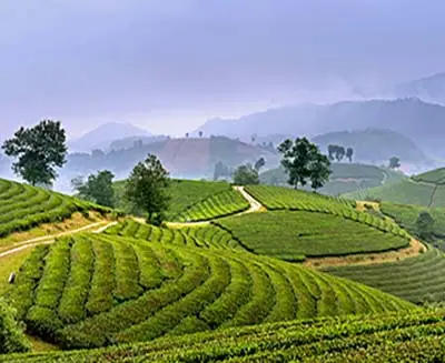 Terraced tea plantations in Sapa, northern Vietnam, with rolling green hills and misty mountain landscape in the Hoang Lien Son range.