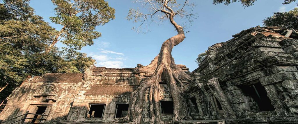 Ancient Ta Prohm temple in Angkor Cambodia with massive tree roots growing over stone ruins