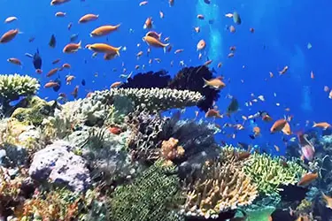 Colorful coral reef and tropical fish in clear blue waters off West Bali.