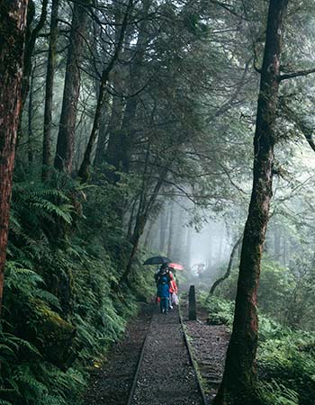 Misty Alishan forest railway trail in Taiwan with visitors walking under umbrellas among towering cypress trees and lush green ferns.