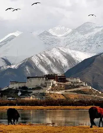 China_350-450-Lhasa_PotalaPalace Potala Palace in Lhasa, Tibet, set against snow-capped Himalayan mountains, with grazing yaks in the foreground and dramatic high-altitude scenery.