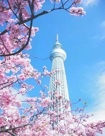 Japan_350-450_Tokyo_Tower_Cherry_Blossom Spring cherry blossoms surrounding Tokyo Skytree, one of Tokyo’s modern landmarks